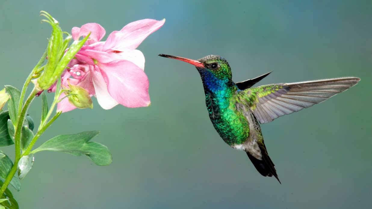 Hummingbird on Bequia